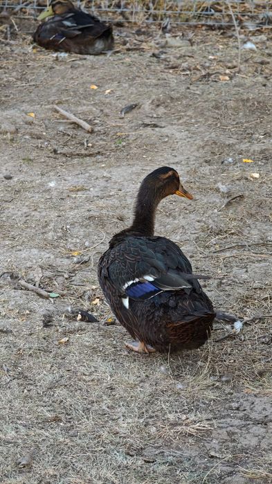 Rățoi Rouen rasă pură