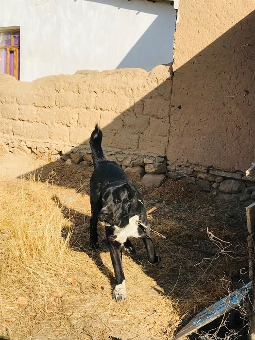 Алабаи ит күшік .