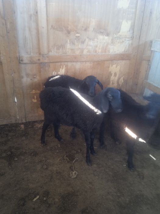 Қой сатылады жақсы бағада