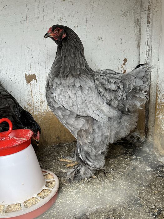 Disponibila pereche de brahma albastru