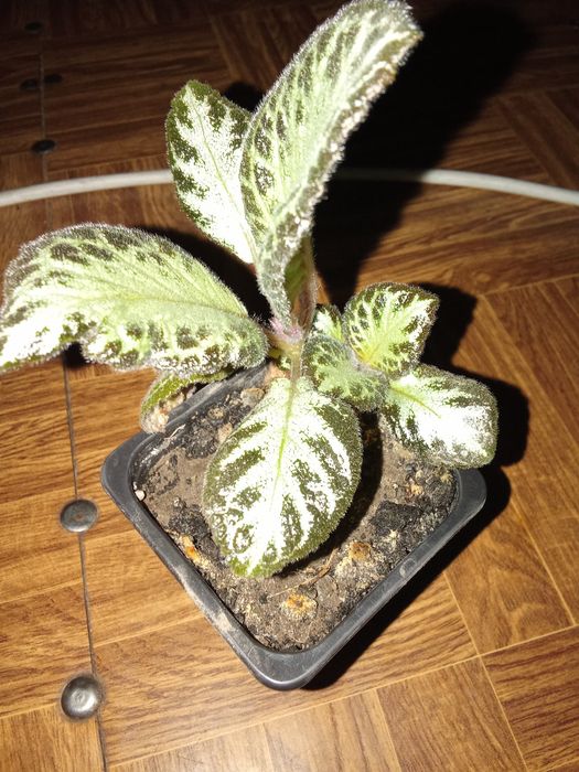 Разные Цветы Домашние.