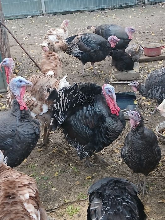 Se vând curcani mari