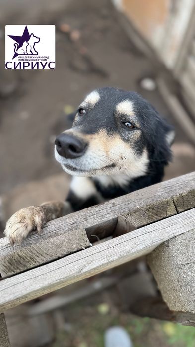 Битунья ищет дом!