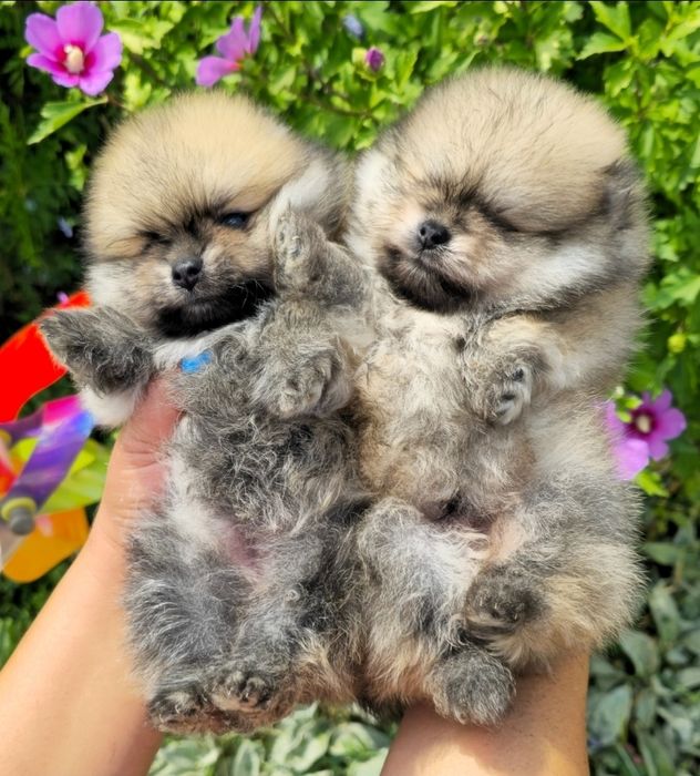 Миниатюрен померан