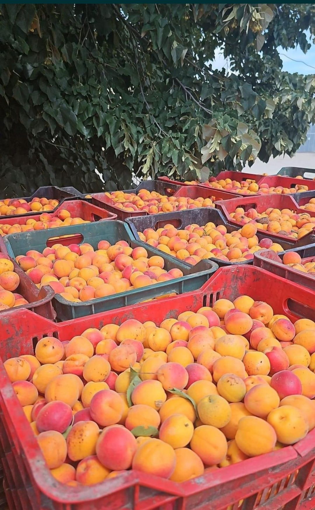 Caise de țuică și pălincă producție 2025
