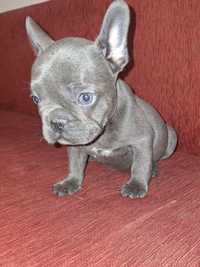 Bulldog francez blue fetita