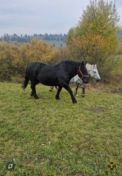 Iapa sange rece unguresc 5ani