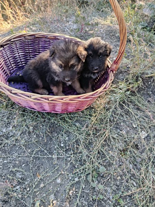 Продам щенков!!!