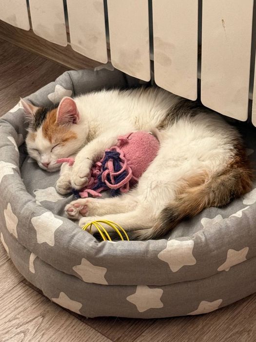 Отдам кошку в добрые руки