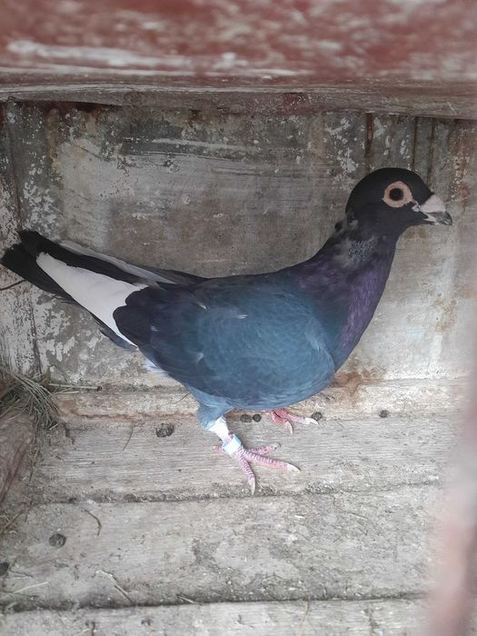 O pereche de porumbei voiajori