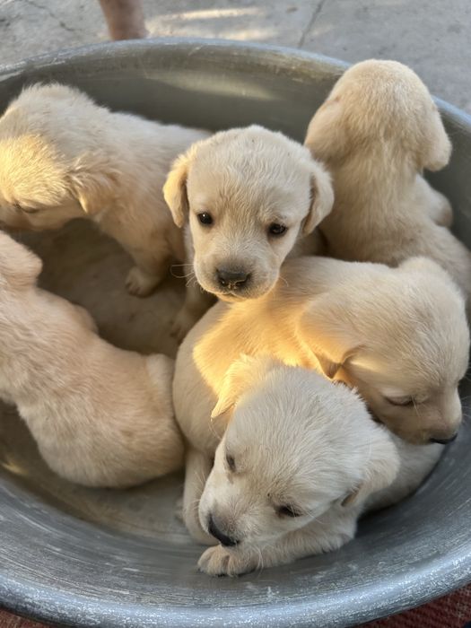 Щенки лобладоры чистокровные