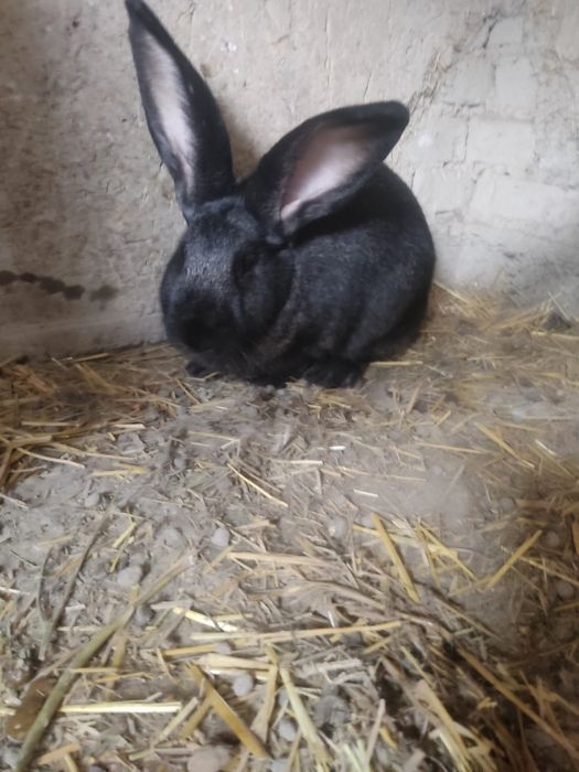 Flander samka sotiladi