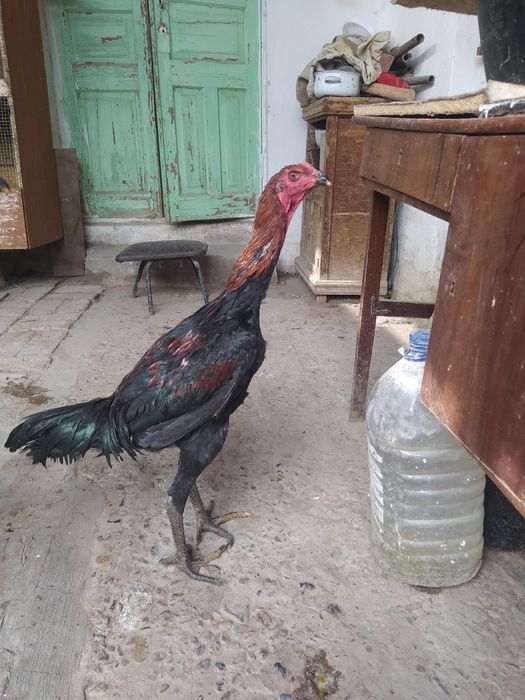 Juja ganoy xuroz sotiladi