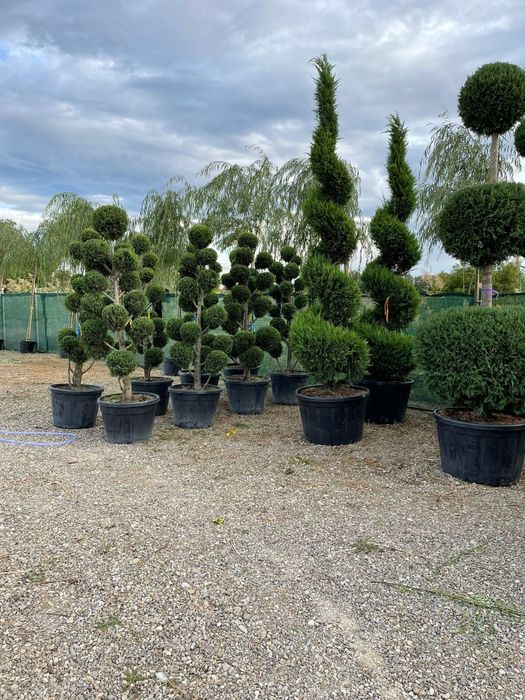 Diferite specii de plante ornamentale spirală. Pom pon