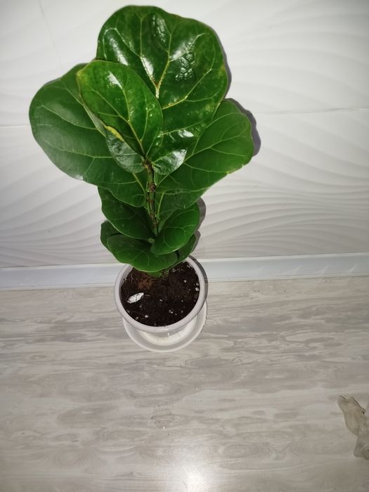 Fikus lirata фикус лирата