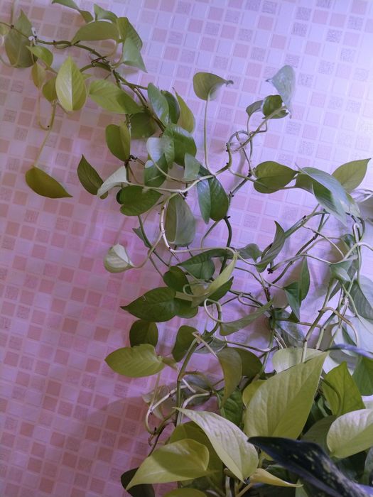 Продам комнатные растения