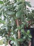 Pui de planta banilor decorativa