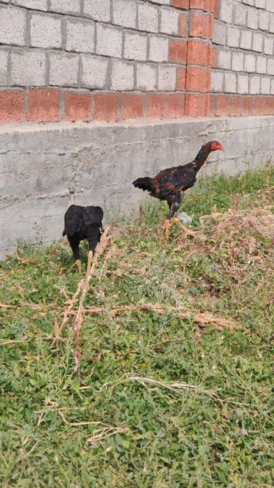 Dakan jojalar sotiladi Apireldi oxirida chiqqan soglom