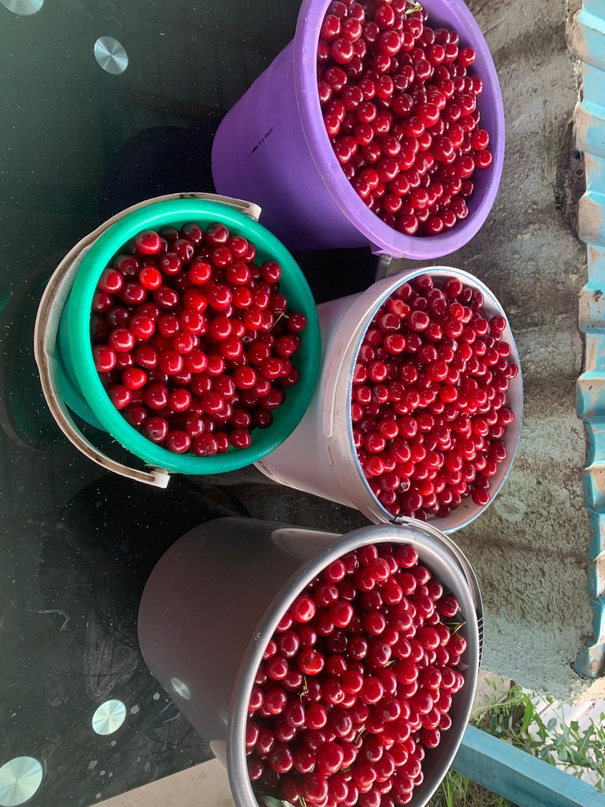 Продам вишню для компота