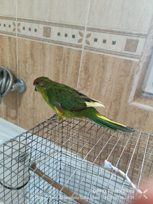 Pereche Kakariki pe oua cu colivie, cuib, accesorii, hrana