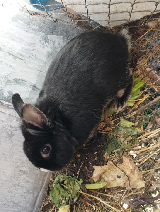 Продавам декоративни зайчета едно женско и едно  мъжко