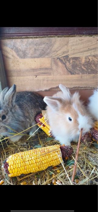 Vand iepuri de rasa cap de leu