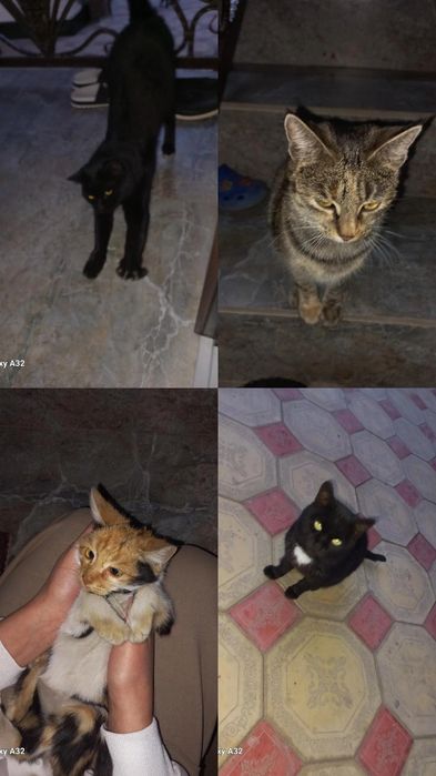 Отдам котят в хорошие руки