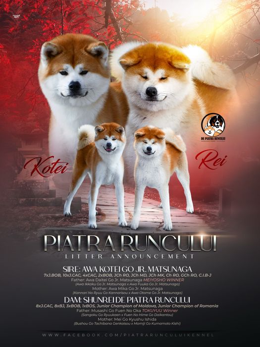 Akita inu Femela - linie top