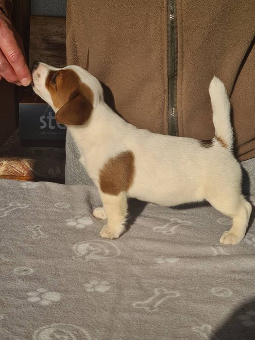 Джак Ръсел Териер