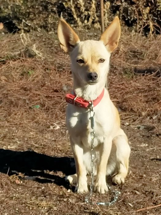 Продам собачку породистую