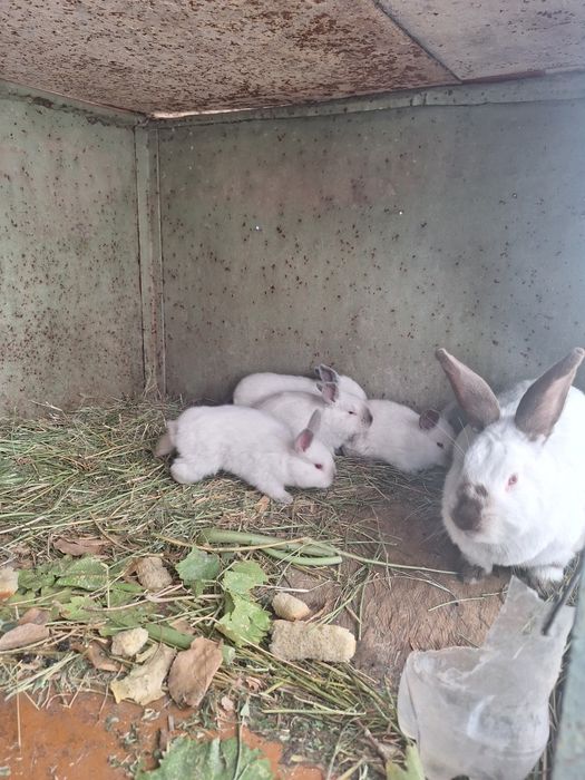 Калиф Срочна оптом сотилади оилавий