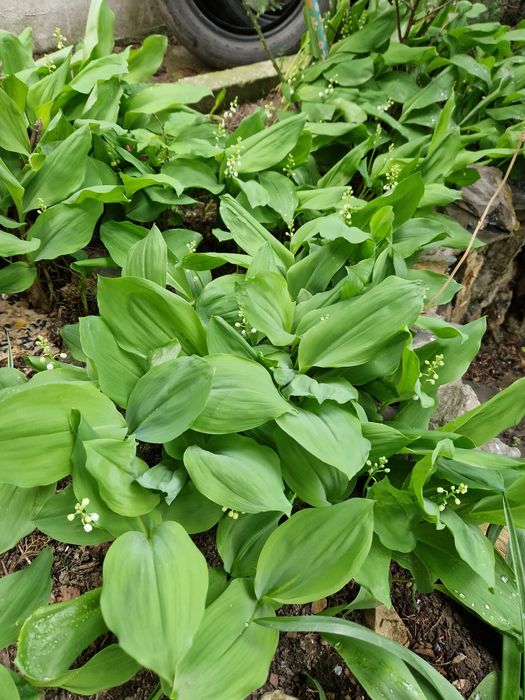 Puieti de tuia 1m,2m,Smochin  Lacramioare in ghiveci, flori de interi
