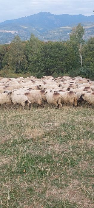 De vânzare 100 oi turcane