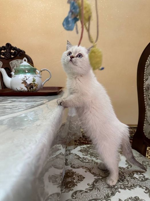 Продаётся породистый котенок девочка шиншилла