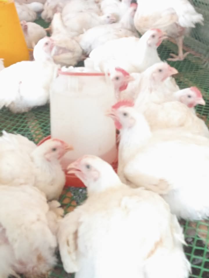Pui alb  de 3 kg