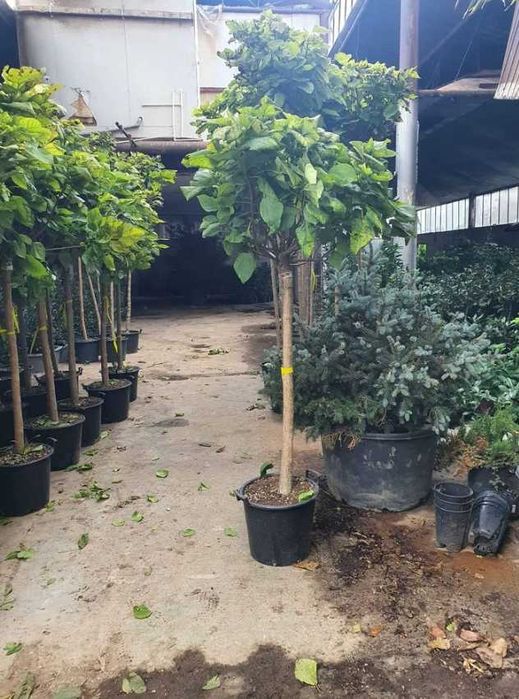 Diverse Specii de Plante pentru Spații Verzi și Aliniamente