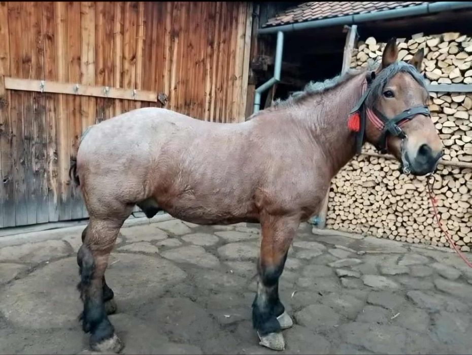 Cal de vanzare 8ani