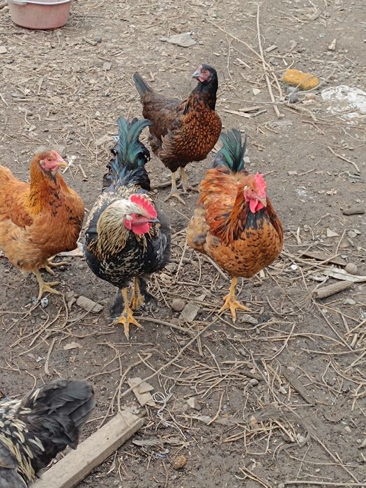 Продам петухов домашние