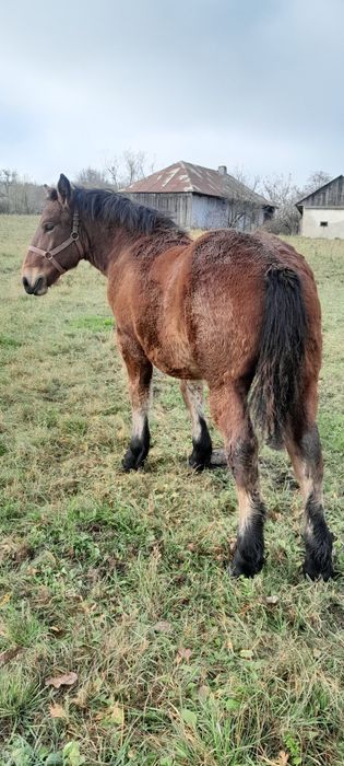 Vand două manze grele