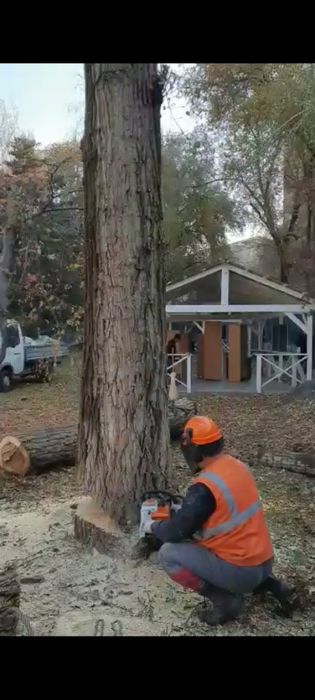 Спил деревьев Алматы и область