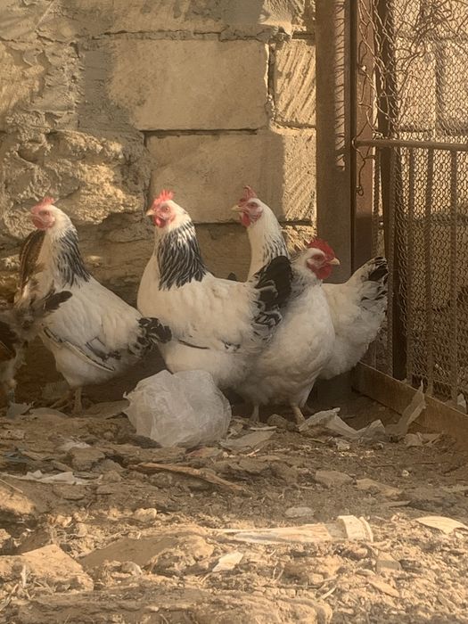 Тауықтар сатылады