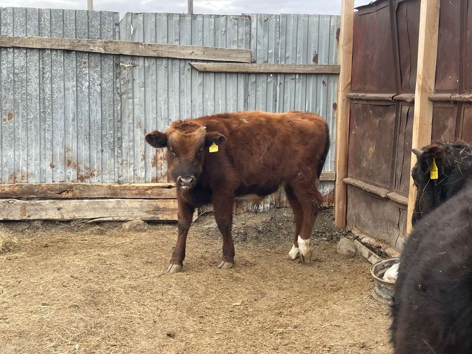 Бычки,четыре головы