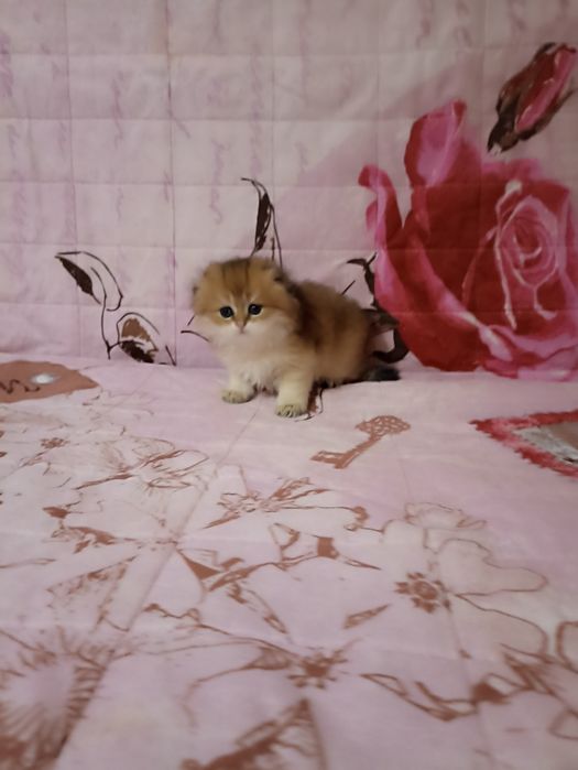 Хайленд скотиш фолд