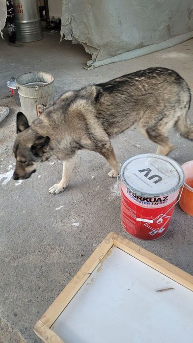 Собака девочка смешанная авчарка