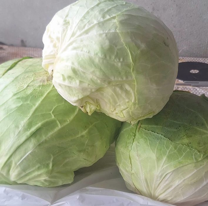 varza de buzau de toamna