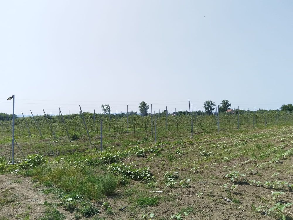 Livada in Amati de vanzare