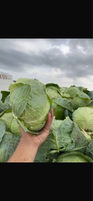 Varză de buzău, calitatea I, cu frunză subține