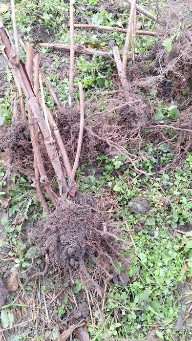 Stoloni ,butasi zmeura