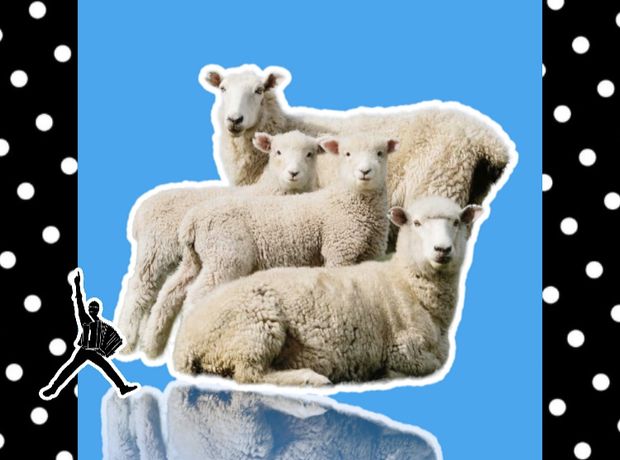 • Қой баран овец козы қошқар тоқты тұсақ саулық қозы овца кой ТС8