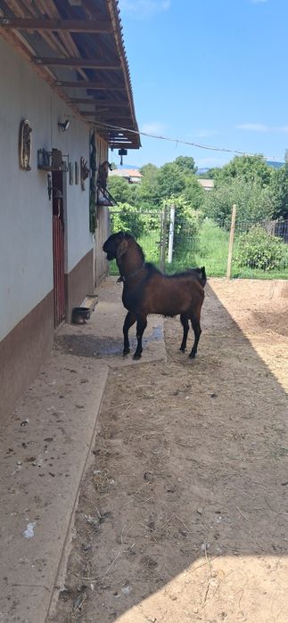 Tap Angolo Nubian